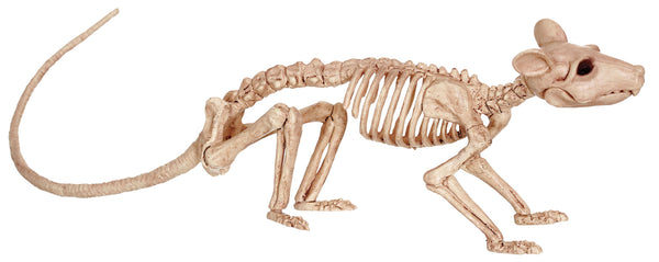 Rat Skeleton