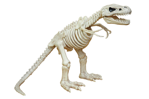 16" T-Rex Skeleton Prop Decoration, Dinosaur
